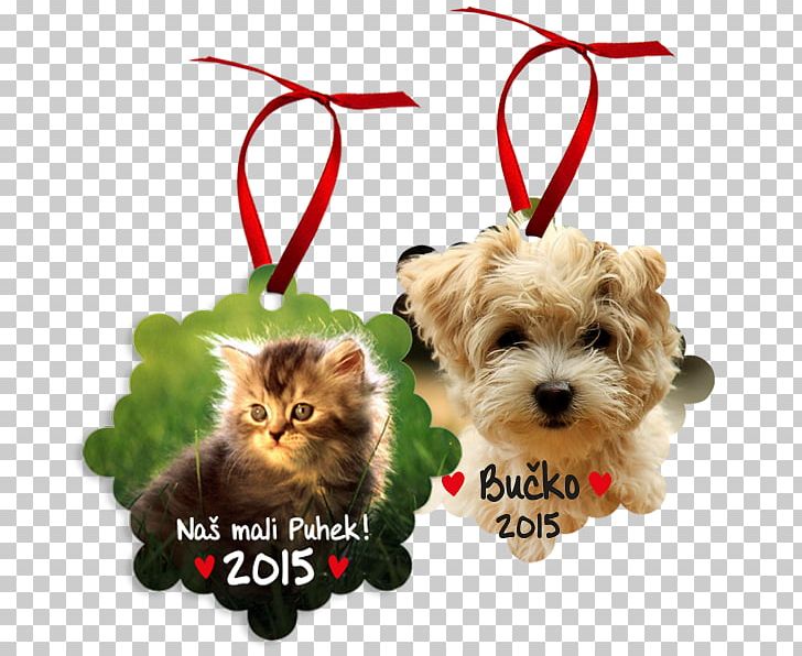 Whiskers Puppy Havanese Dog Bichon Frise Dog Breed PNG, Clipart, Animals, Bichon Frise, Book, Breed, Carnivoran Free PNG Download
