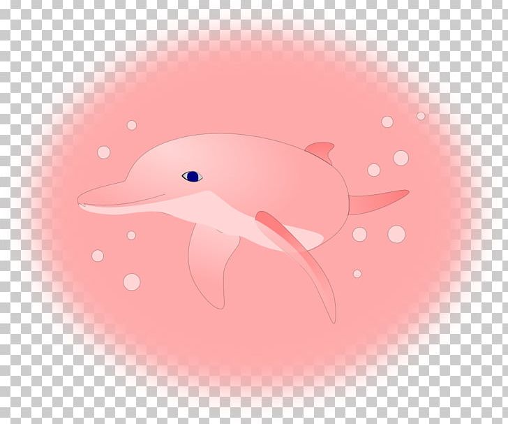 Amazon River Dolphin Desktop Pink+Dolphin Clothing PNG, Clipart, Amazon River Dolphin, Animal, Animals, Beak, Bird Free PNG Download
