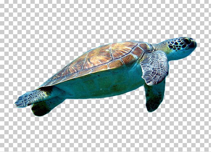 Loggerhead Sea Turtle Cheloniidae PNG, Clipart, Animal, Client, Dots Per Inch, Download, Element Free PNG Download