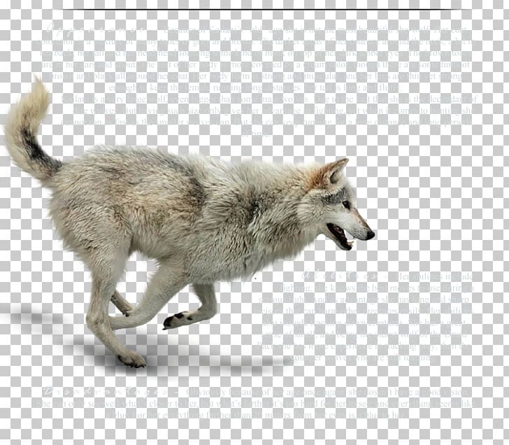 Wolfdog Coyote Gray Wolf Fur Wildlife PNG, Clipart, Carnivoran, Coyote, Dog Like Mammal, Fauna, Fur Free PNG Download