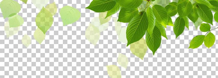 Butterfly Gardening Butterfly Gardening PNG, Clipart, Autumn Leaves, Banana Leaves, Branch, Butterfly, Computer Wallpaper Free PNG Download