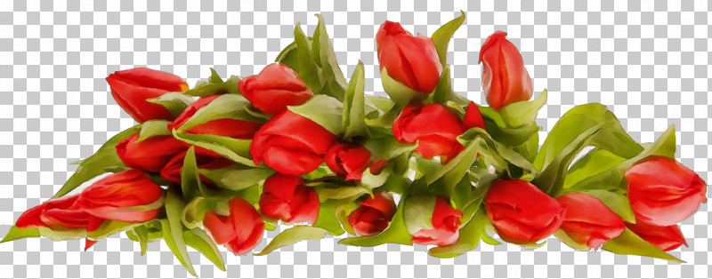 Rose PNG, Clipart, Anthurium, Bouquet, Cut Flowers, Flower, Paint Free PNG Download