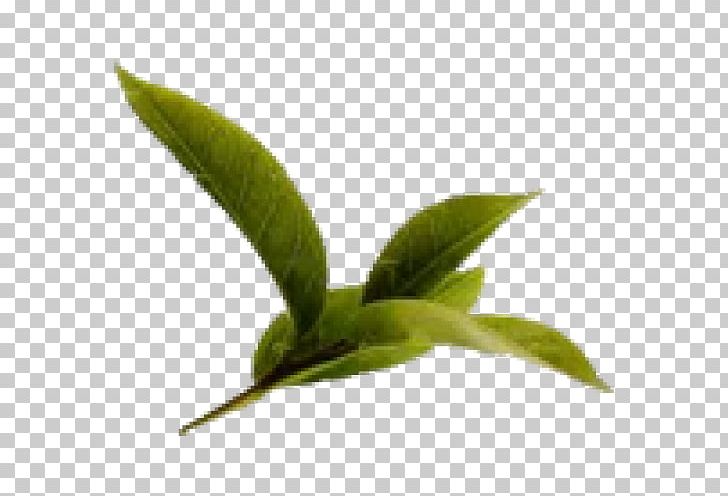 Health Benefits Of Green Tea: An Evidence-based Approach Leaf Tea Plant PNG, Clipart, Bitterness, Black Tea, Drink, Food, Food Drinks Free PNG Download