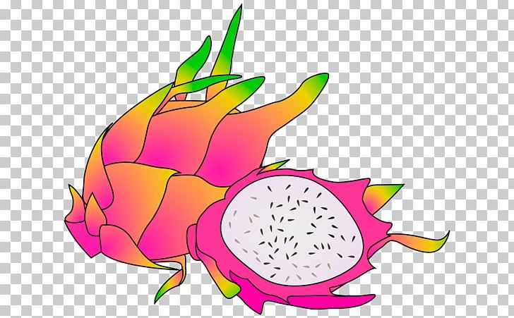 Pitaya Fruit PNG, Clipart, Artwork, Can Stock Photo, Clip Art, Coloring Book, Download Free PNG Download