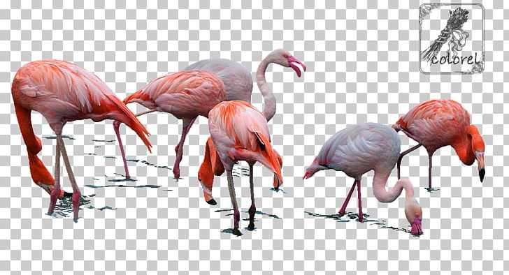 Water Bird Beak Muscle Organism PNG, Clipart, Animals, Beak, Bird, Flamingo, Muscle Free PNG Download