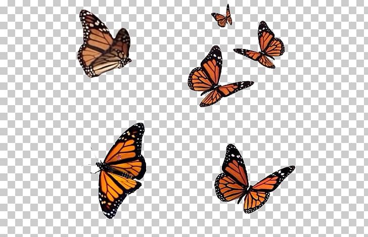 Butterfly Photography Editing PNG, Clipart, Arthropod, Brush Footed Butterfly, Butterflies And Moths, Butterfly, Computer Icons Free PNG Download