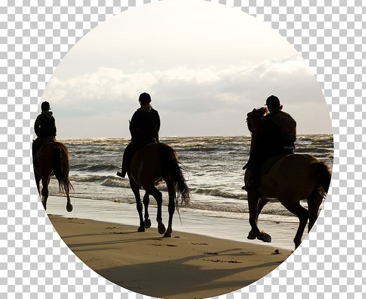 Chania Horse Heraklion Hersonissos Equestrian PNG, Clipart, Accommodation, Animals, Beach, Chania, Crete Free PNG Download