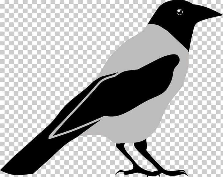 Common Raven Crow Bird PNG, Clipart, Beak, Bird, Black And White, Common Raven, Cows Clipart Free PNG Download