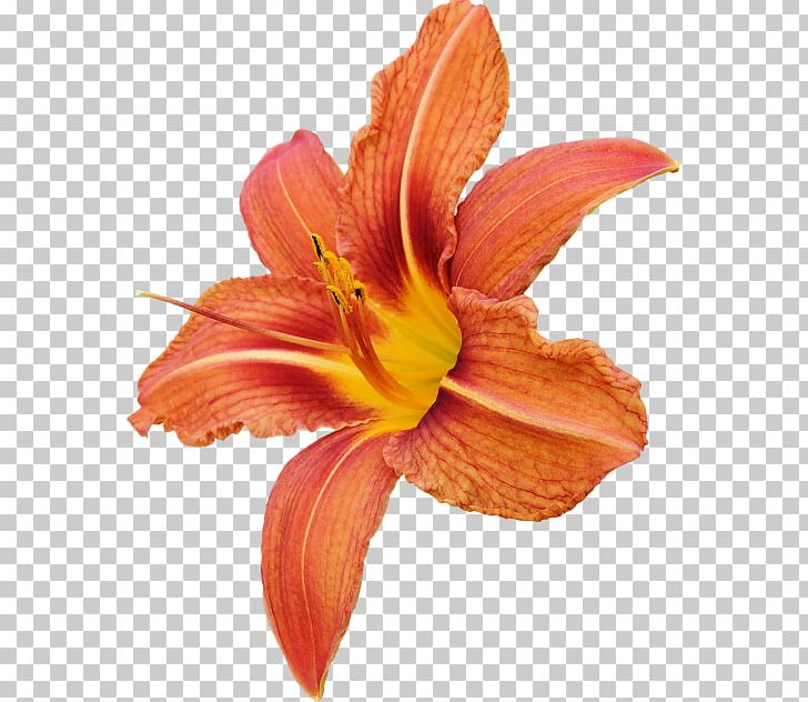 Lilium Bulbiferum Flower PNG, Clipart, Amaryllis, Amaryllis Belladonna, Autumn Flowers, Cut Flowers, Daylily Free PNG Download