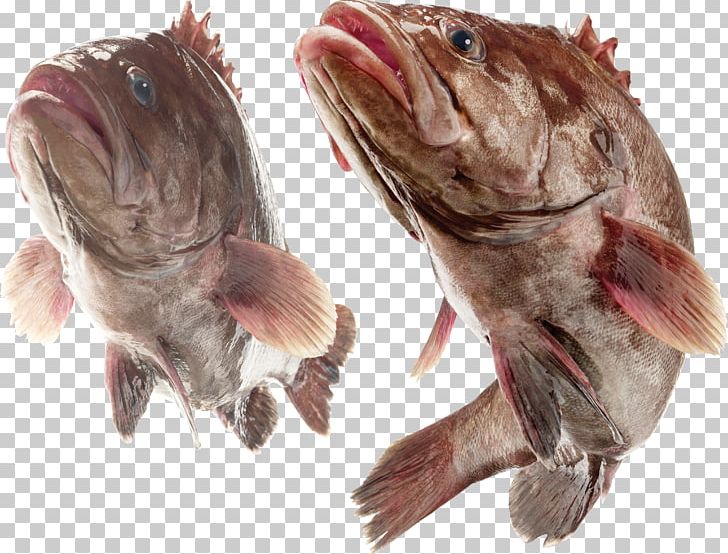 Sawedged Perch Fish Japanese Sea Bass Seafood PNG, Clipart, Animals, Animal Source Foods, Cod, Fauna, Fish Free PNG Download
