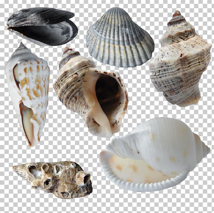 Cockle Seashell Oyster Scallop Conchology PNG, Clipart, Alphabet Collection, Animals Collection, Astrological Sign, Bivalvia, Clam Free PNG Download