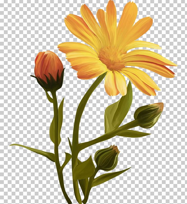 Common Sunflower Cut Flowers PNG, Clipart, Annual Plant, Calendula, Calendula Officinalis, Chrysanthemum, Chrysanths Free PNG Download