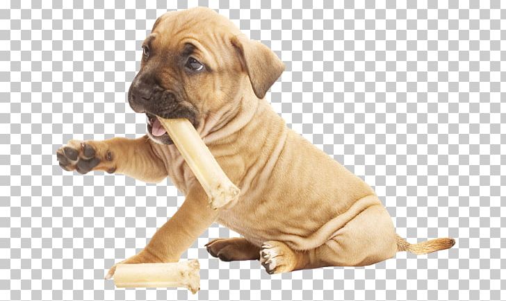 Dog Breed Puppy Boerboel Boxer Companion Dog PNG, Clipart, American Staffordshire Terrier, Beagle, Boerboel, Boxer, Boykin Spaniel Free PNG Download