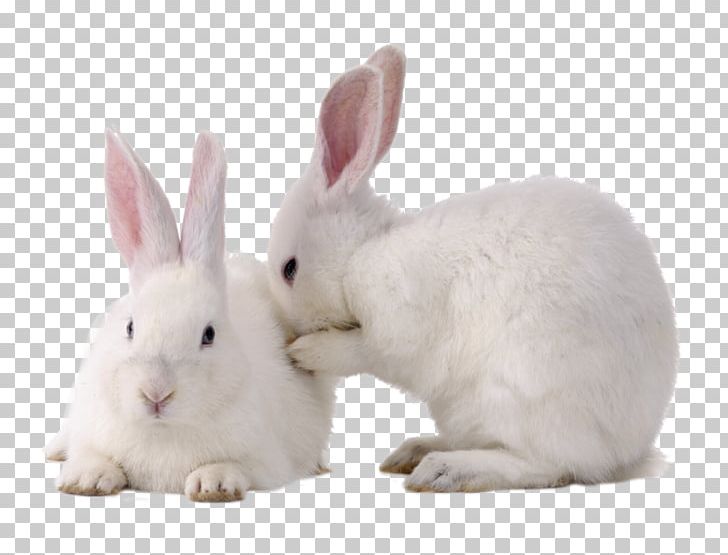 Domestic Rabbit Easter Bunny Cruelty-free Hare European Rabbit PNG, Clipart, Animal, Animals, Computer Icons, Crueltyfree, Cruelty Free Free PNG Download