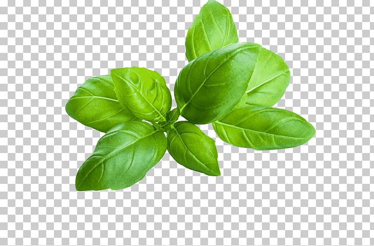 Italian Cuisine Basil Bruschetta Herb Oil PNG, Clipart, Bay Leaf, Food, Garnish, Herbalism, Holy Basil Free PNG Download