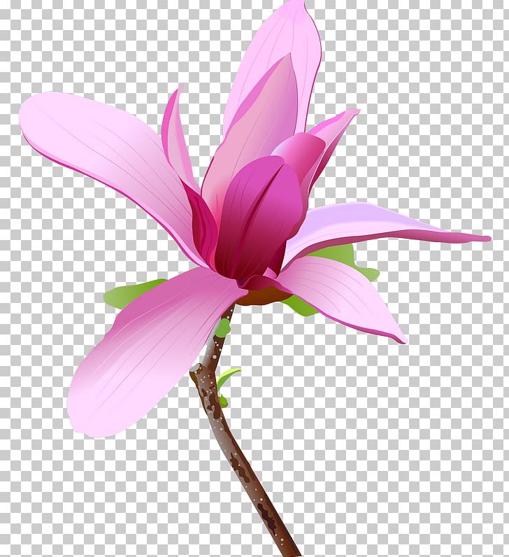 Pink Flowers PNG, Clipart, Aquatic Plant, Bud, Clip Art, Computer Icons, Cut Flowers Free PNG Download