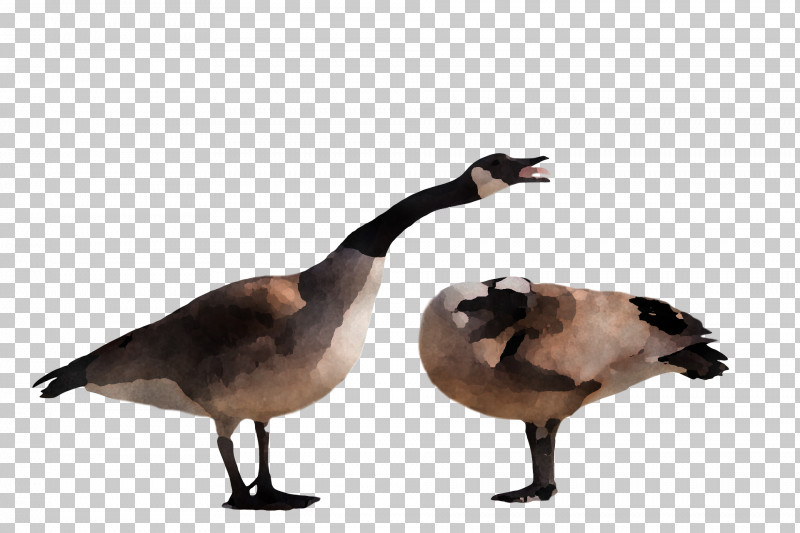 Goose Wild Animal PNG, Clipart, Animal, Beak, Bird, Canada Goose, Duck Free PNG Download