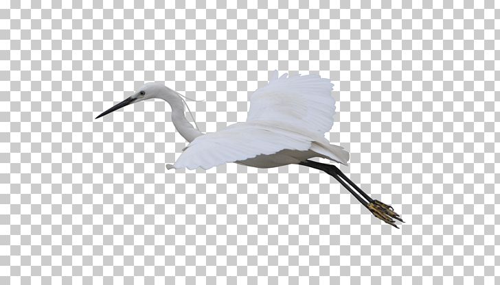 Crane Bird Computer File PNG, Clipart, Anatidae, Animal, Beak, Crane, Crane Like Bird Free PNG Download