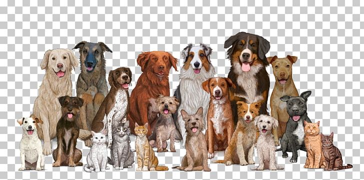 Dog Breed Cat Pet Shop Veterinarian PNG, Clipart, Animal Figure, Animals, Carnivoran, Cat, Companion Dog Free PNG Download