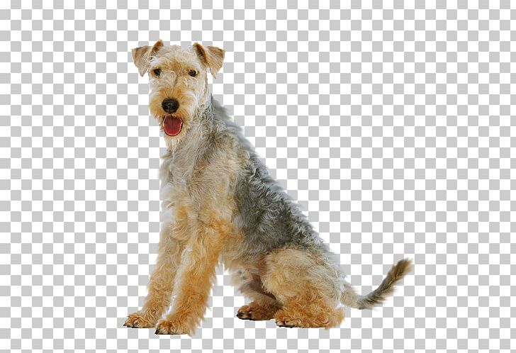 Lakeland Terrier Welsh Terrier Airedale Terrier Wire Hair Fox Terrier Dog Breed PNG, Clipart, Airedale Terrier, Animal, Breed, Carnivoran, Companion Dog Free PNG Download