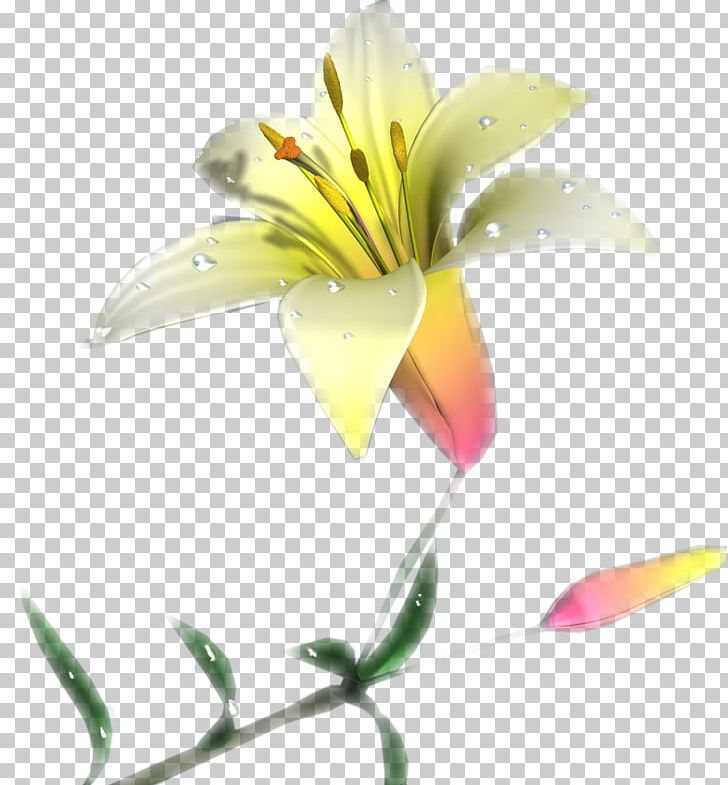 Lily Of The Incas Cut Flowers Plant Stem Close-up PNG, Clipart, Alstroemeriaceae, Closeup, Cut Flowers, Flora, Flower Free PNG Download