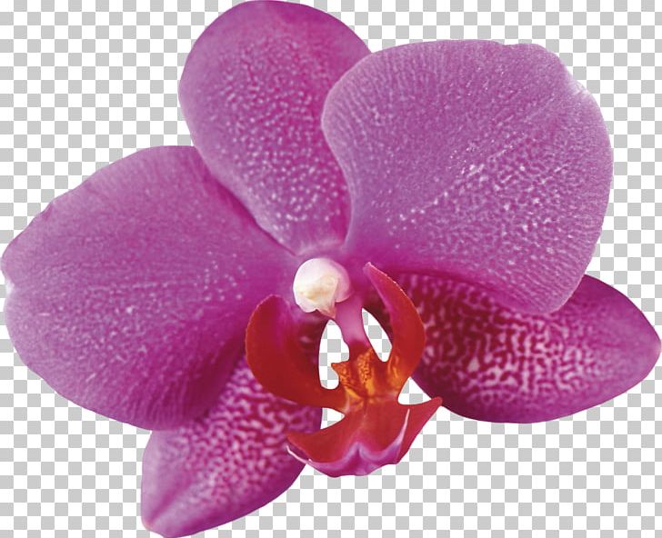 Moth Orchids Flower Plant PNG, Clipart, Computer Icons, Desktop Wallpaper, Flower, Flowering Plant, Garden Roses Free PNG Download