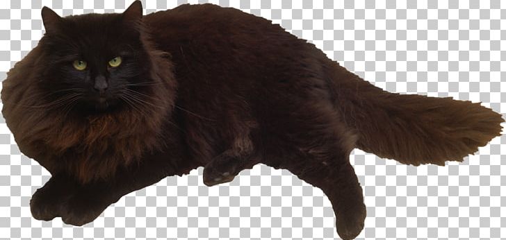 Black Cat Felidae Kitten Whiskers PNG, Clipart, Animal, Animals, Black, Black Cat, Carnivora Free PNG Download