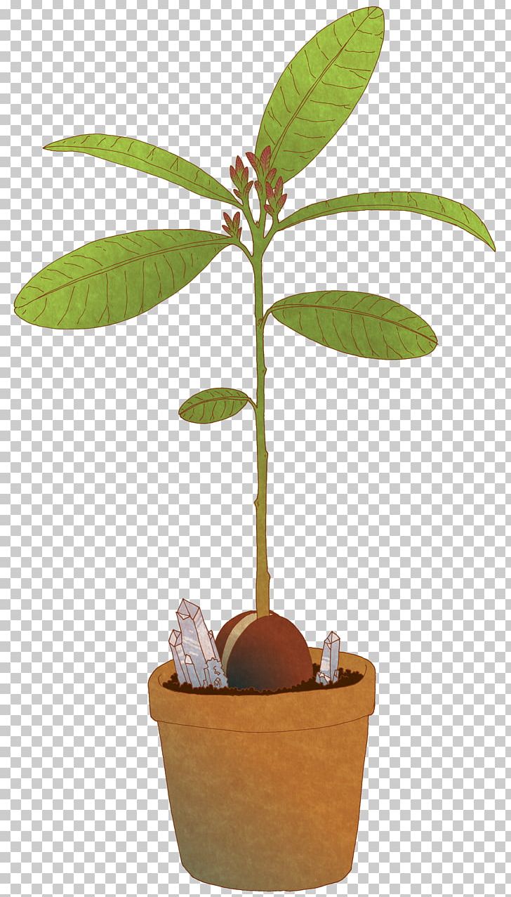 Tree Plant Avocado Drawing PNG, Clipart, Aloe, Art, Avocado, Botanical Illustration, Drawing Free PNG Download