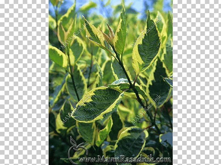 White Dogwood Leaf Shrub Flowering Dogwood Hedge PNG, Clipart, Baton Rouge, Color, Cornus, Dogwood, English Free PNG Download