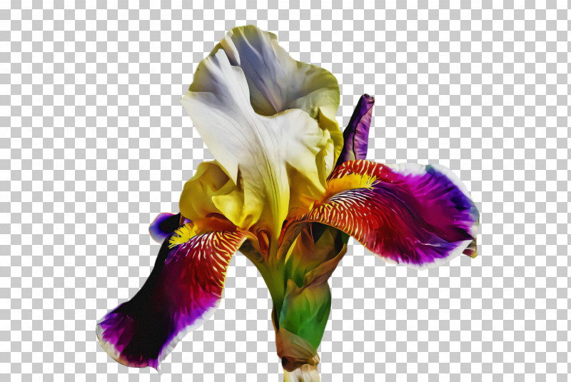 Flower Purple Petal Plant Iris PNG, Clipart, Flower, Iris, Iris Family, Iris Versicolor, Petal Free PNG Download