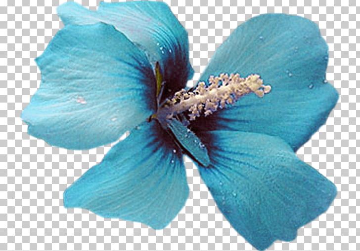 Blue Color Flower Petal Turquoise PNG, Clipart, Blue, Color, Directory, Easter, Flower Free PNG Download