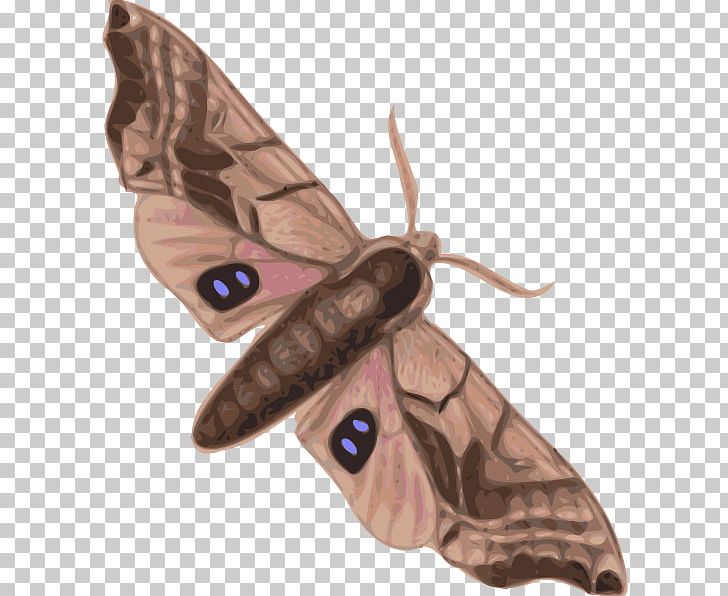 Butterfly Moth Silkworm PNG, Clipart, Arthropod, Bombycidae, Brush Footed Butterfly, Butterflies And Moths, Butterfly Free PNG Download