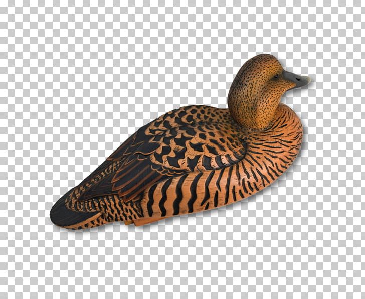 Mallard Duck Beak Fauna Fowl PNG, Clipart, Animals, Beak, Bird, Dangate, Duck Free PNG Download