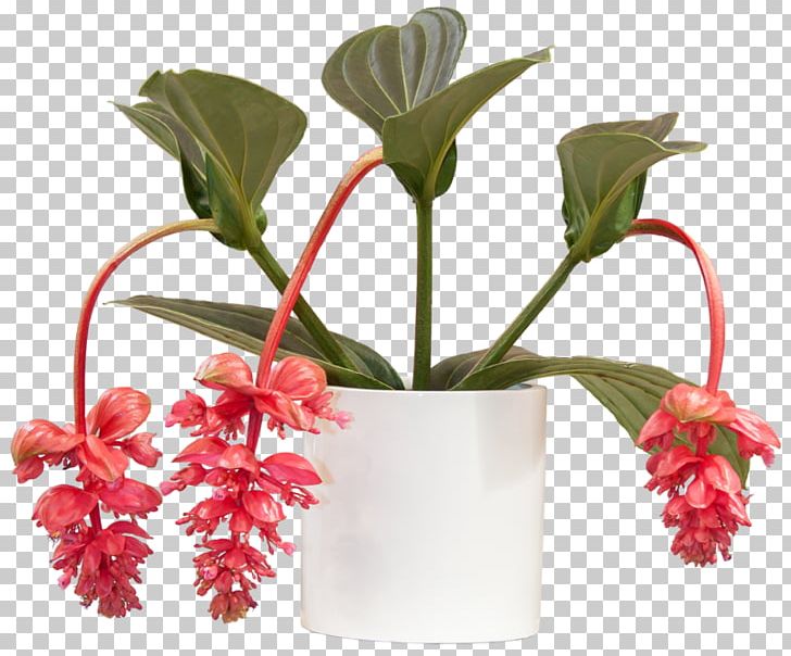 Medinilla Magnifica Houseplant Bathroom Cut Flowers PNG, Clipart, Bathroom, Bougainvillea, Cactaceae, Closet, Cut Flowers Free PNG Download