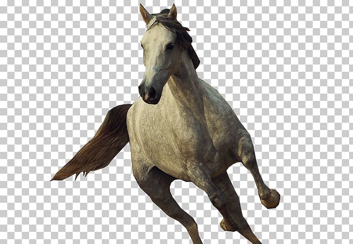 Mustang Stallion Rein Halter Terrestrial Animal PNG, Clipart, 2019 Ford Mustang, Ford Mustang, Halter, Horse, Horse Like Mammal Free PNG Download