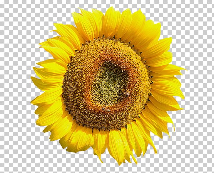 Common Sunflower PNG, Clipart, Common Sunflower, Daisy Family, Desktop Wallpaper, Flower, Flowering Plant Free PNG Download