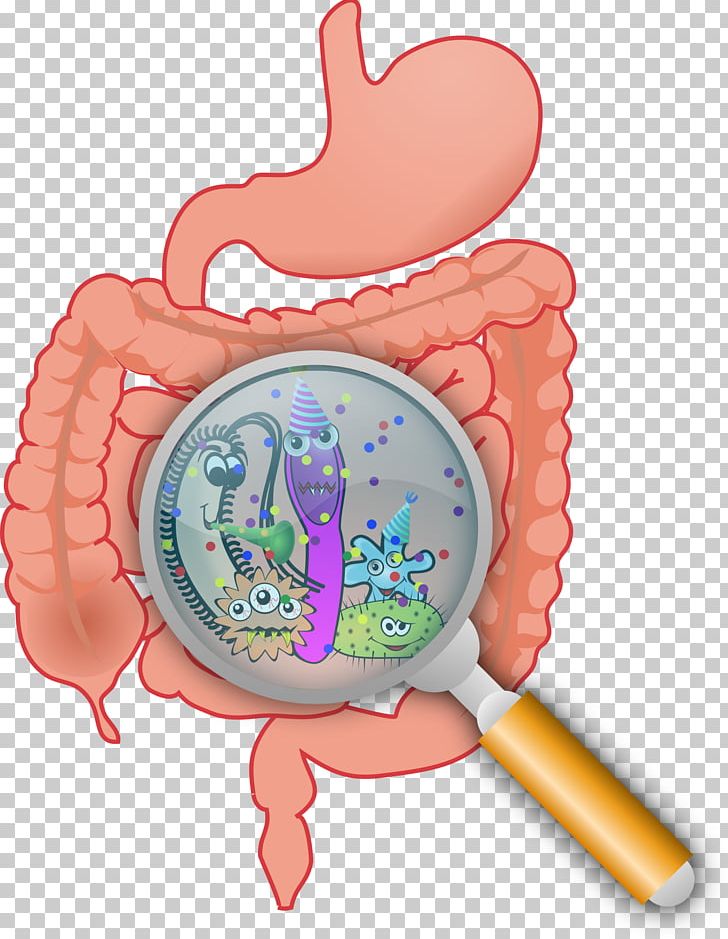 Gut Flora Gastrointestinal Tract Microbiota Bacteria Large Intestine PNG, Clipart, Baby Toys, Bacteria, Dysbiosis, Flora, Gastrointestinal Tract Free PNG Download