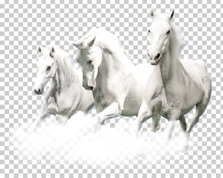 Horse PNG, Clipart, Animal, Animals, Black And White, Computer Monitors, Decorative Patterns Free PNG Download