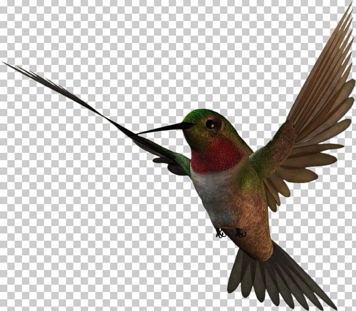 Pin Others Fauna PNG, Clipart, Animation, Beak, Bird, Blog, Digital Scrapbooking Free PNG Download