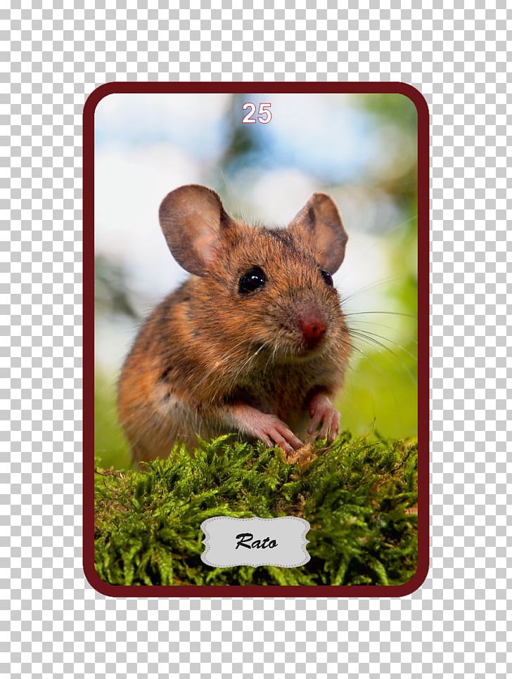 Rat Wood Mouse House Mouse PNG, Clipart, Animals, Apodemus, Dormouse, Fauna, Gerbil Free PNG Download