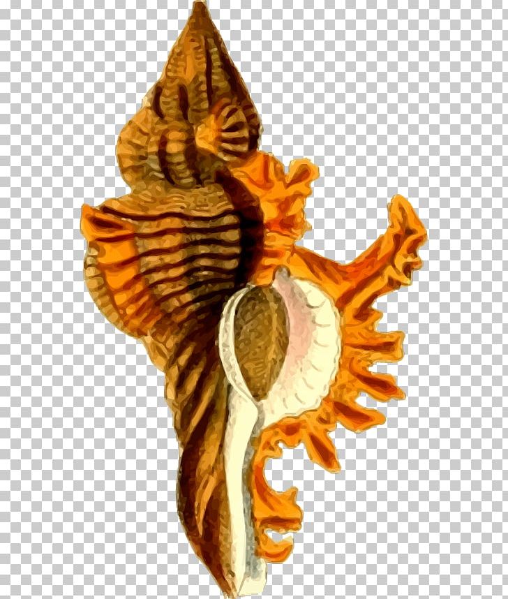 Shore Seashell Mollusc Shell Graphics PNG, Clipart, Animals, Beach, Coast, Flower, Invertebrate Free PNG Download