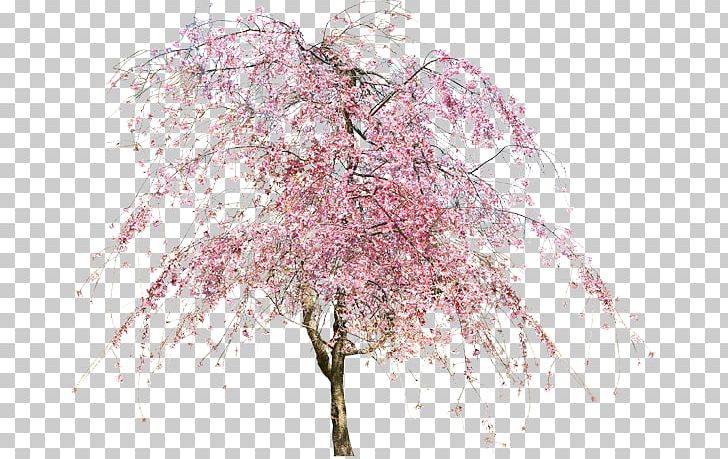 Tree Cherry Blossom Flower PNG, Clipart, Animation, Architecture