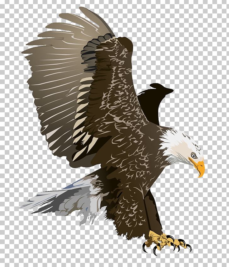 Bald Eagle Free Content PNG, Clipart, Accipitriformes, Bald Eagle, Beak, Bird, Bird Of Prey Free PNG Download