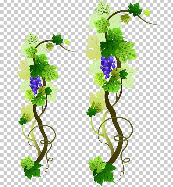 Common Grape Vine Wine Grape Leaves PNG, Clipart, Branch, Encapsulated Postscript, Flora, Flower, Flower Arranging Free PNG Download