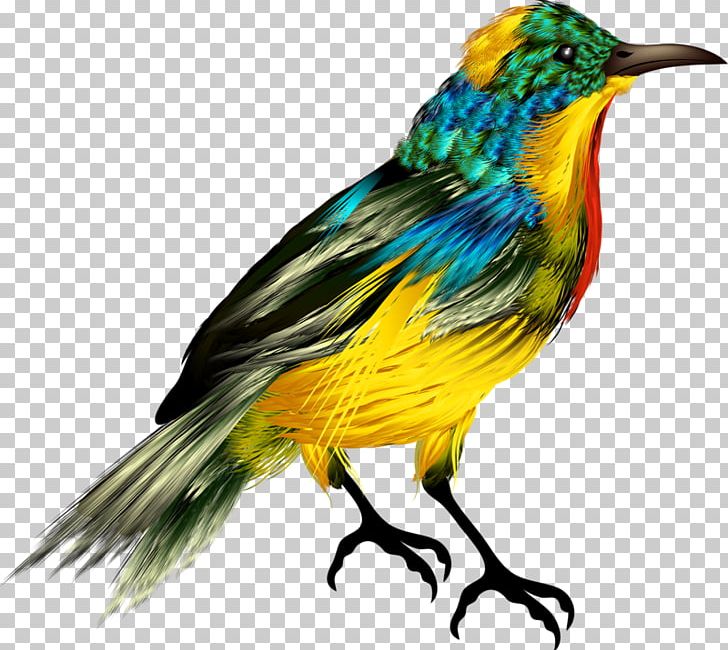Bird PNG, Clipart, Animals, Art, Beak, Bird, Bird Nest Free PNG Download