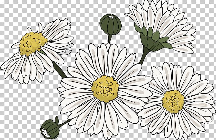 Common Daisy Chrysanthemum Indicum PNG, Clipart, Blue, Cartoon, Chrysanthemum Vector, Color, Daisy Family Free PNG Download