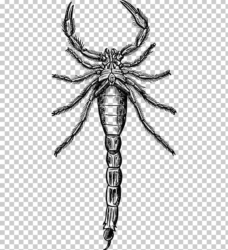 Scorpion Drawing PNG, Clipart, Animal, Arachnid, Art, Arthropod, Black And White Free PNG Download