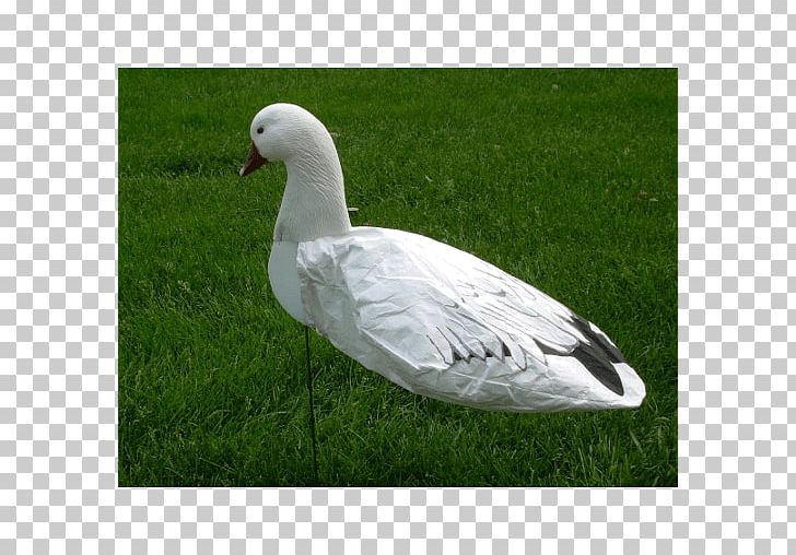 Snow Goose Duck Cygnini Decoy PNG, Clipart,  Free PNG Download