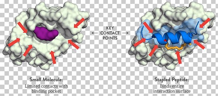 Stapled Peptide Small Molecule Protein–protein Interaction PNG, Clipart, Cancer, Cpeptide, Fictional Character, Interaction, Interface Free PNG Download