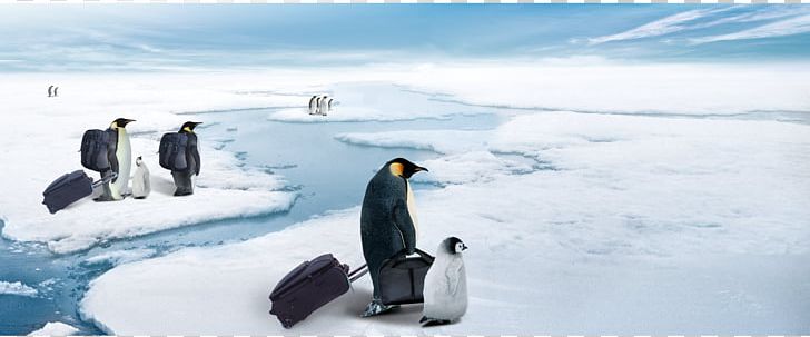 Advertising Refrigerator Poster Publicity PNG, Clipart, Active, Animals, Arctic, Bird, Cartoon Penguin Free PNG Download